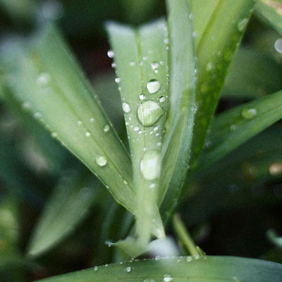 Ingredient