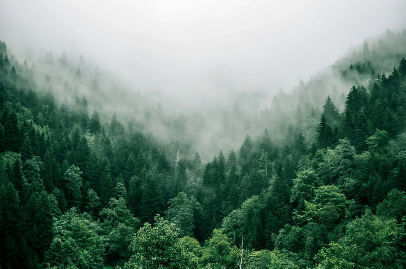 Why Natural Formulation Matters in Korea