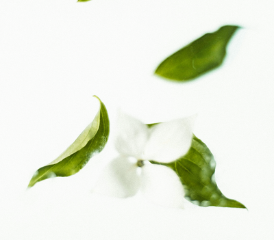 Ingredient