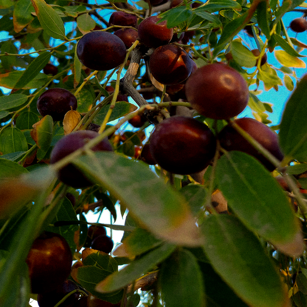 Jojoba Seed Oil – natural moisture balance