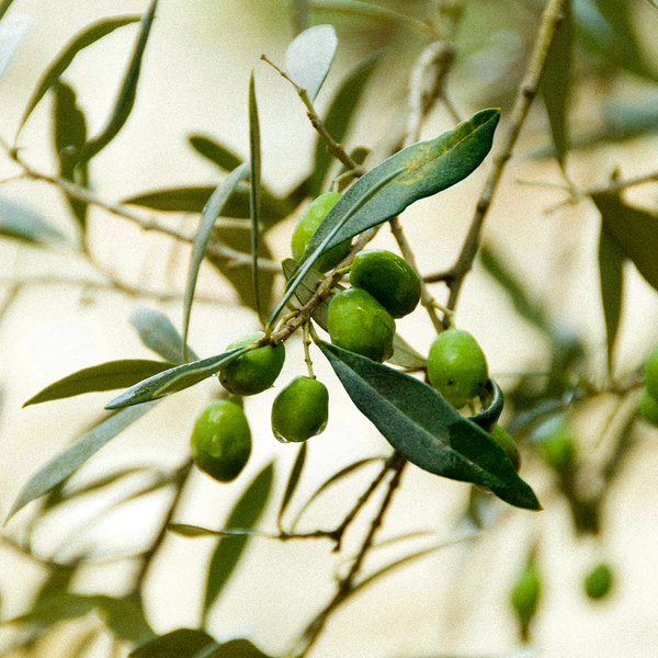 Cypress Oil — refreshing, deodorizing, and purifying