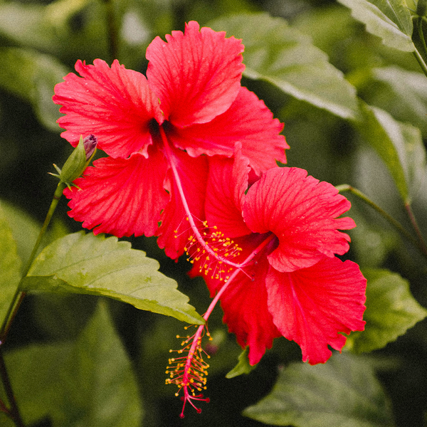 Botanical Radiance:
Hibiscus Syriacus Flower Extract — rich in antioxidants, for glow and renewal
Rosemary Leaf Oil — clarifies & revitalizes