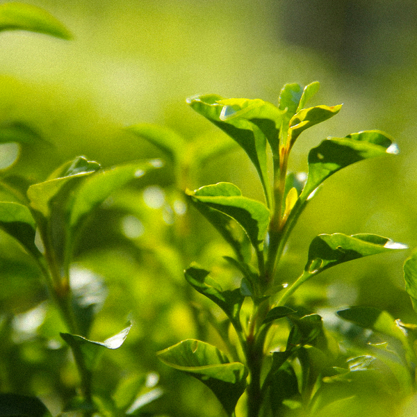 Perilla Seed Extract – rich in omega-3 & antioxidants, Green Tea Leaf Extract – soothing & protective