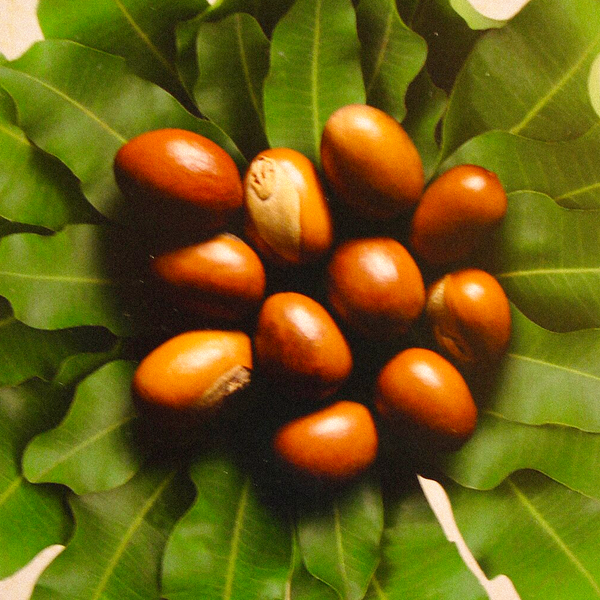 Shea Butter – deep hydration & softness