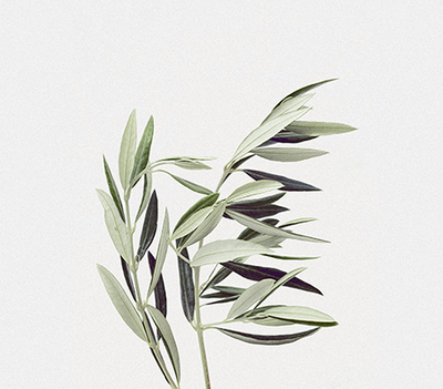 Ingredient